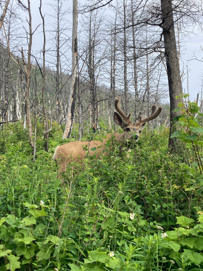 Deer on trail